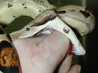 Snake bytes effect blood . animal Danger