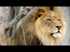 Lion Sounds Lion Pictures