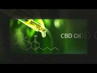Best CBD Oil Products