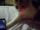 Kitten meowing on iphone