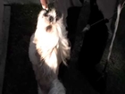 Cute Dog Going Crazy