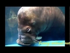 Walrus swimming around and flip 自娱自乐的海象, 萌翻了