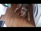 Really Funny Dog Chases Laser Beam