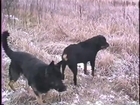 German Shepherd and Rottweiler shows dominant behavior and it leads to a fight