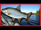 Рыбалка-7 Дней в Карелии,часть 3(7 Days fishing in Karelia, part 3)