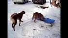 Dogs and Sleds