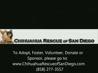 Chihuahua Rescue of San Diego Dogs March 2013