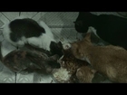 Funny cat 旺旺four cats-102/1/2