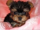 Re: Tiny Micro Teacup Yorkies