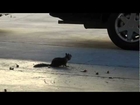 FUNNY SQUIRREL EATING SCARED ( HD ) 2013
