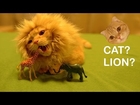 猫ライオンサバンナに憧れて Cat Lion has a longing for the Savanna