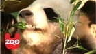 Panda Cub Sex Revealed