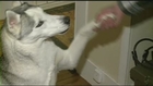 Talking dog from New Hampshire goes viral online
