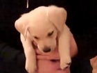 Cutest Puppy EVER - Puppy Is Confused By Guitar Music