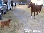 Dog Walks His Horse