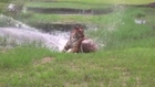 Flavio the oldest Tiger playing with a fountain!!! Funny big cat!!